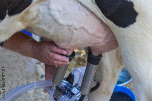 Fototapeta Milking the cow with a milking machine.