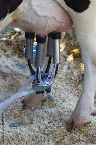 Milking the cow with a milking machine.