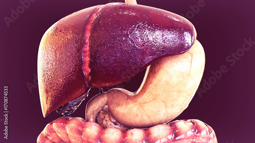 3d illustration of human organs anatomy