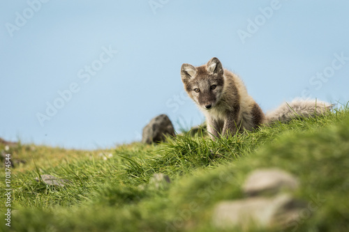 Φωτογραφία Curious arctic fox cub sitting and looking into camera Svalbard