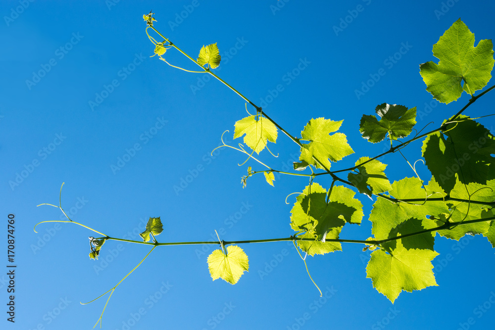 The texture of a grape-vine against the blue sky. The texture of a grape-vine against the blue sky.