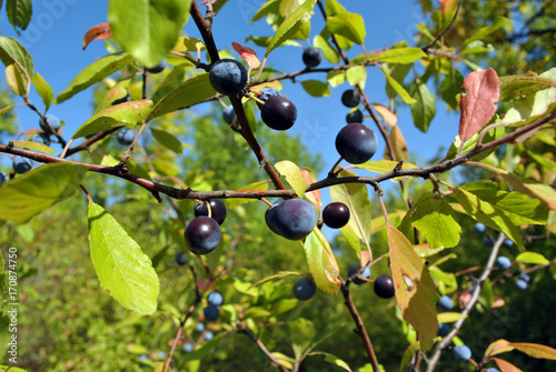 Blackthorn branches with berries and leaves, sunny autumn day