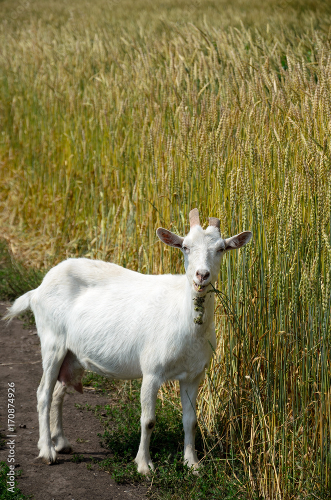White goat grazing on the meadow.