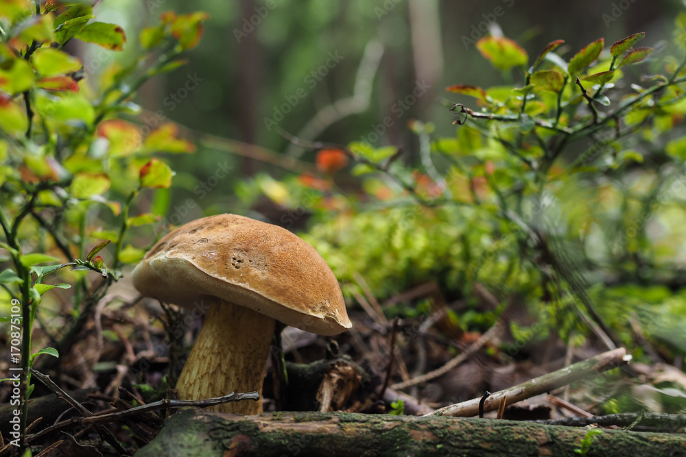 Gemeiner Gallenröhrling, Tylopilus felleus Gemeiner Gallenröhrling, Tylopilus felleus