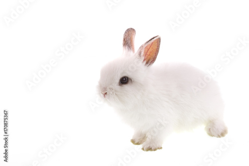 white rabbit on white isolated background