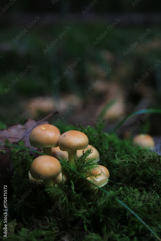 Fundstücke im Wald Fundstücke im Wald