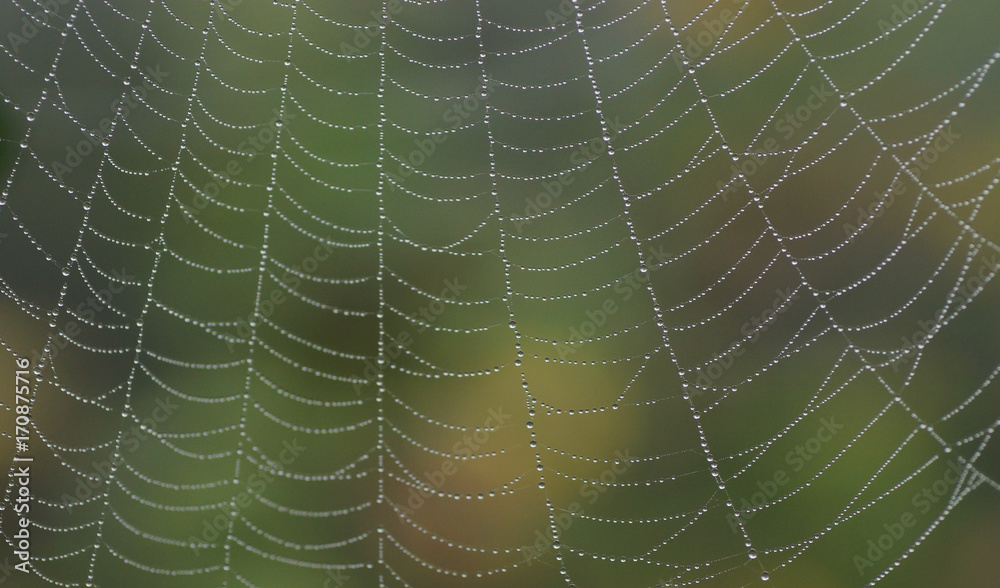 Tautröpfchen auf einem Spinnennetz