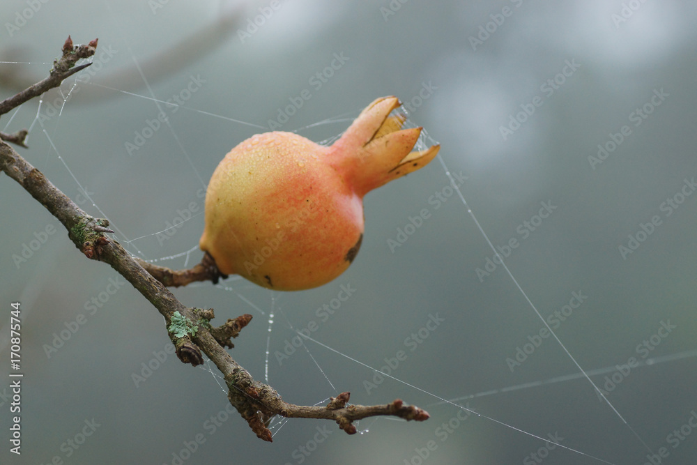 kleiner Granatapfel am Ast mit taubedeckten Spinnenfäden