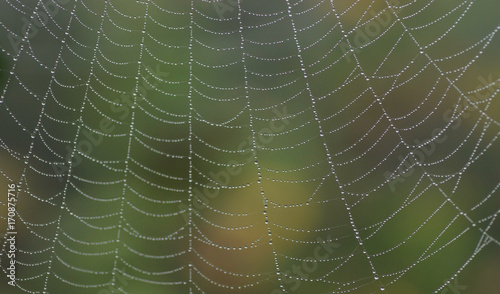 Tautröpfchen auf einem Spinnennetz