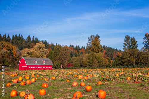 Pumpkin Field in Fall #1