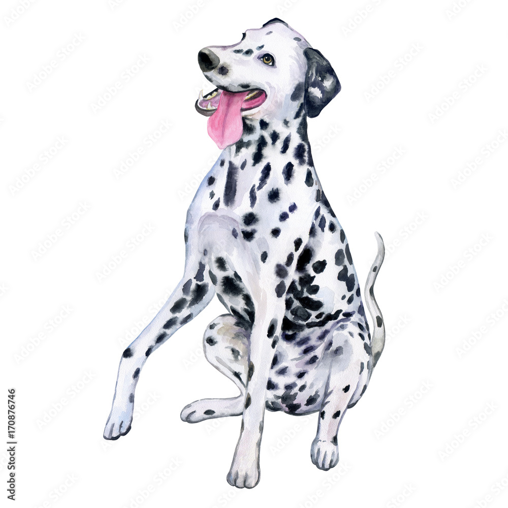 Watercolor close-up portrait of a large Dalmatian dog breed, isolated on a white background. A large short-haired stroller from Croatia. Hand painted cute domestic pet. Design of a greeting card. Clip