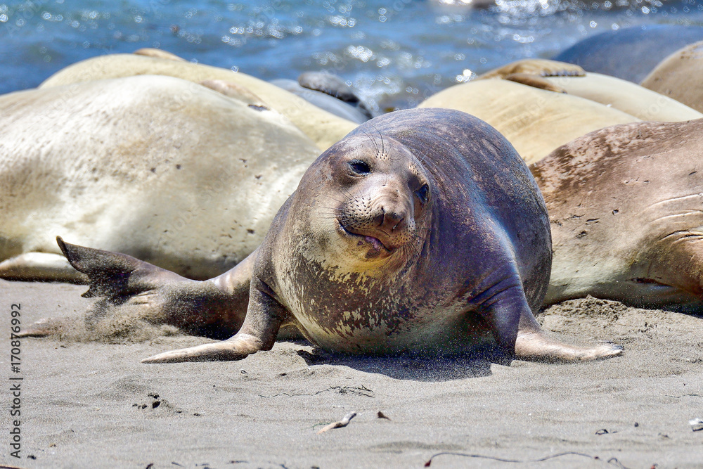 Fototapeta premium Northern Elephant Seal
