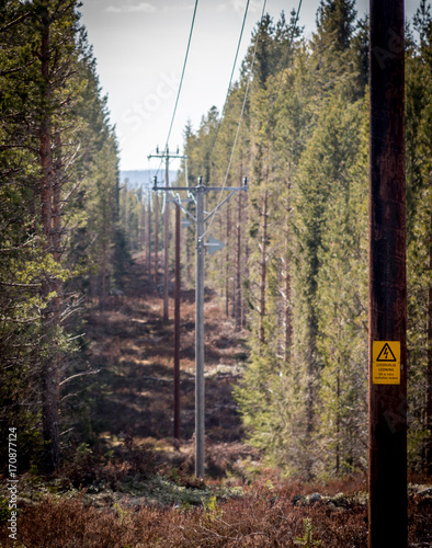 powerlines in the forest