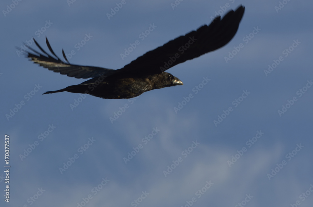 raven in flight raven in flight