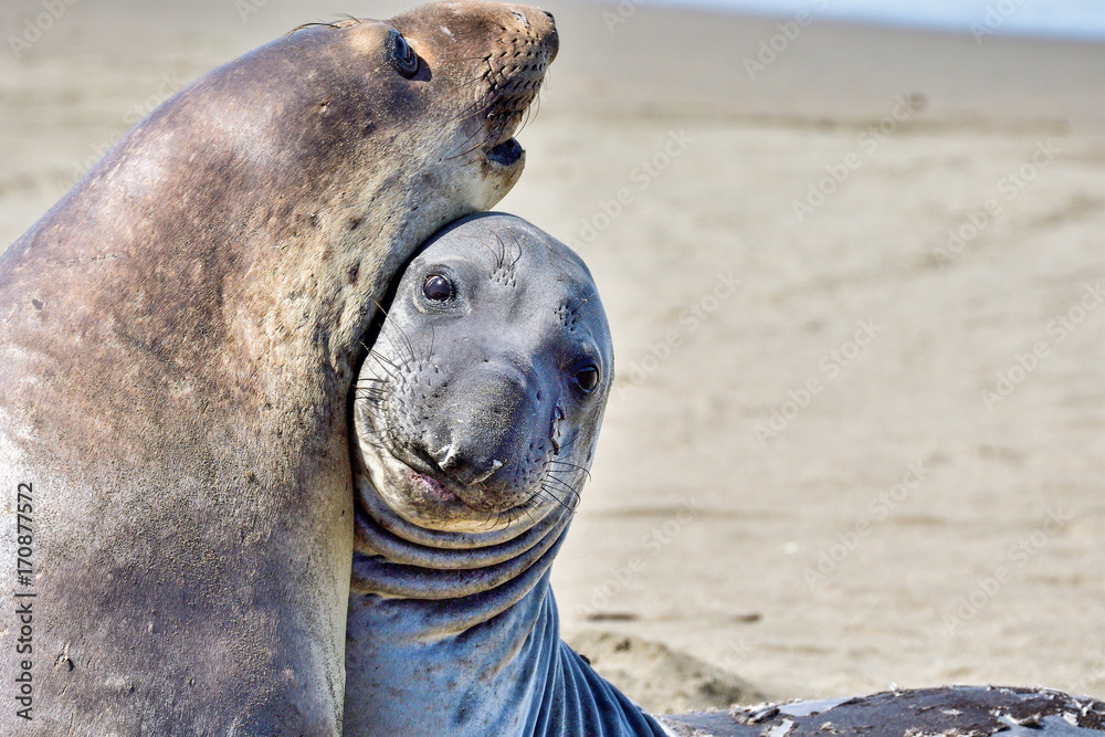 Fototapeta premium Northern Elephant Seal
