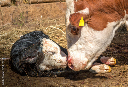 A newborn calf meeting its mom for the first time