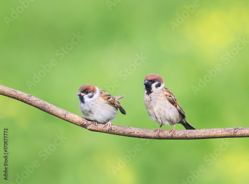 two birds an adult and a nestling of a Sparrow sitting on a branch in spring