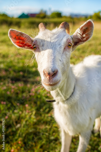 White goat portrait photo