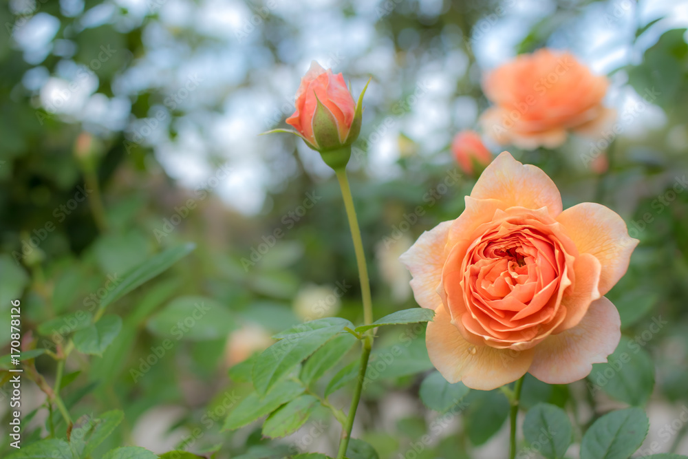 Fototapeta premium Marie Louise de la Ramee; Shrub Rose, Orange Rose Originally Produced by the Breeder Spek in Netherlands, 2013