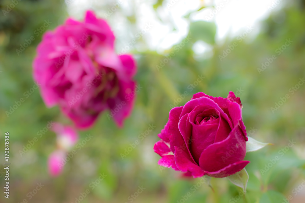 Scent of Woman; Floribunda Rose, Pink Rose Originally Produced by the Breeder Barni in Italy, 2009 Scent of Woman; Floribunda Rose, Pink Rose Originally Produced by the Breeder Barni in Italy, 2009