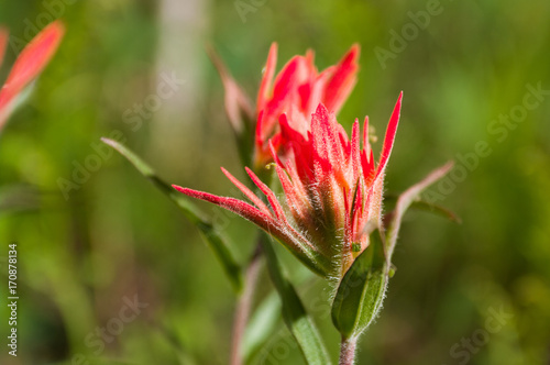 New Mexico Indian Paintbrush