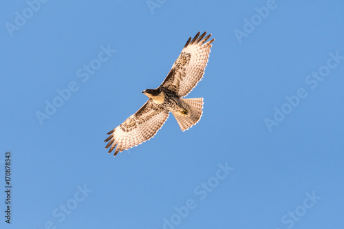 Red Tail Hawk