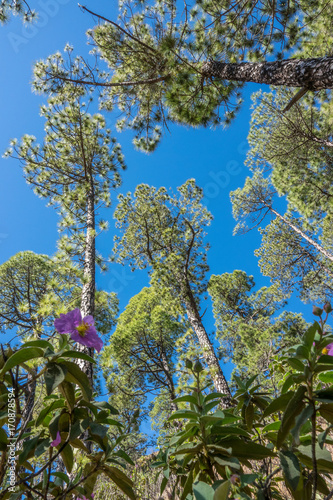 Forest of pine trees in Caldera de Taburiente