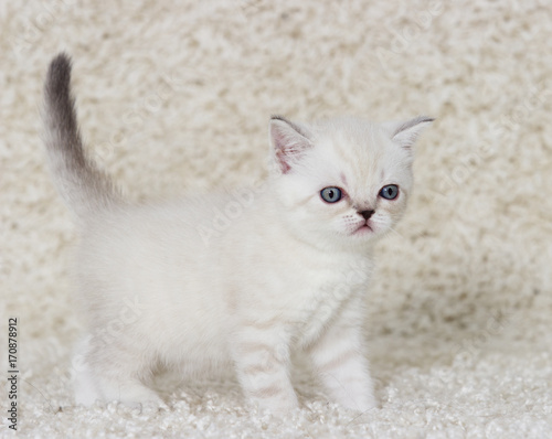 little kitten on a fluffy carpet