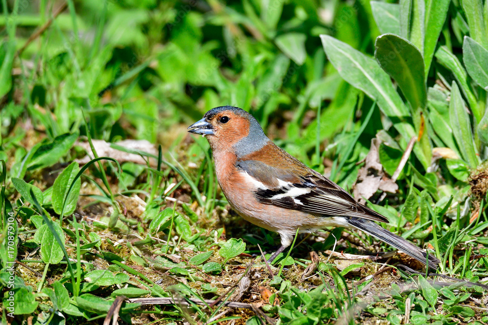 Common chaffinch