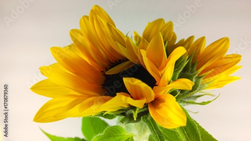 Sonnenblume Helianthus annuus