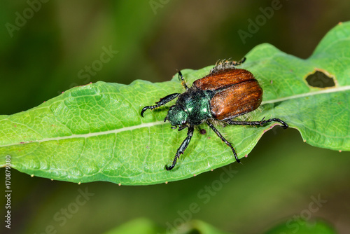 Garden Chafer © hakoar