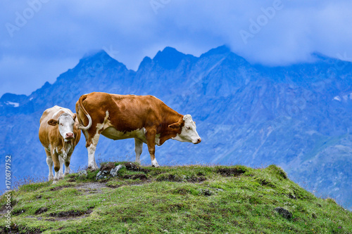Alp Cows on the pasture © hakoar