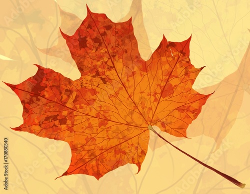 Autumn leave