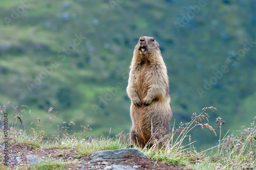 Alpine marmot alerting photo