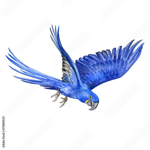 Hyacinth macaw isolated on white background. A flying parrot. Watercolor. Illustration. Handmade. Design. Textiles, books, webdesign