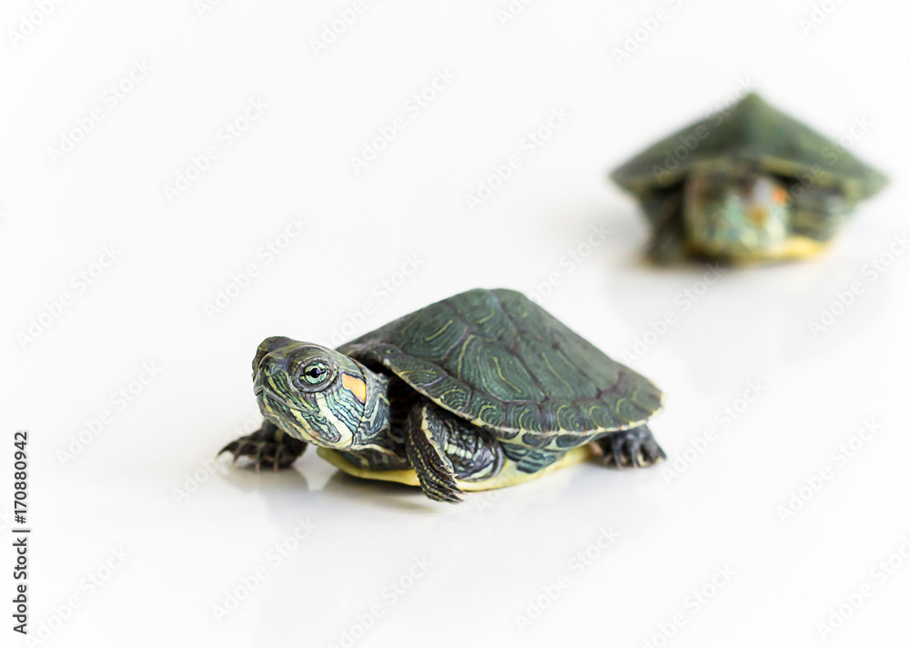 Two Red eared Slider turtle (Trachemys scripta elegans) on white background. Selective focus. Close up.