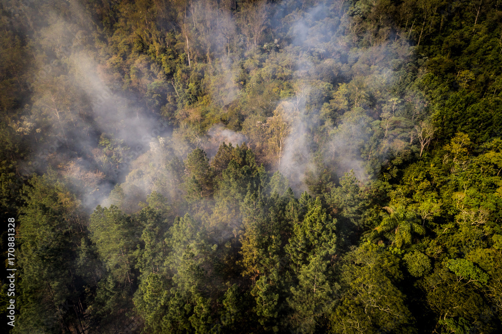 Forest Fire - Burning Tree Aerial