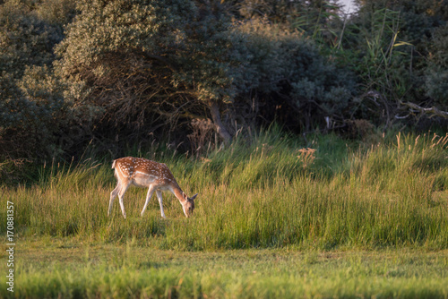 Grazing fallow deer doe (dama dama) in long grass near bushes. © ysbrandcosijn