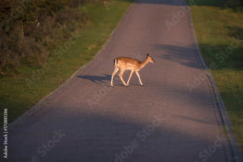 Fallow deer doe  dama dama  crossing road in nature reserve.