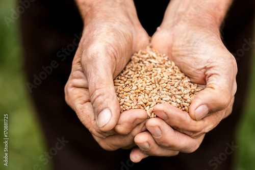Old man holding a wheat grains in his hands.The farmer is holding a lot of wheat grains seeds