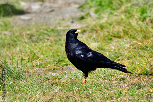 Photos Alpine chough