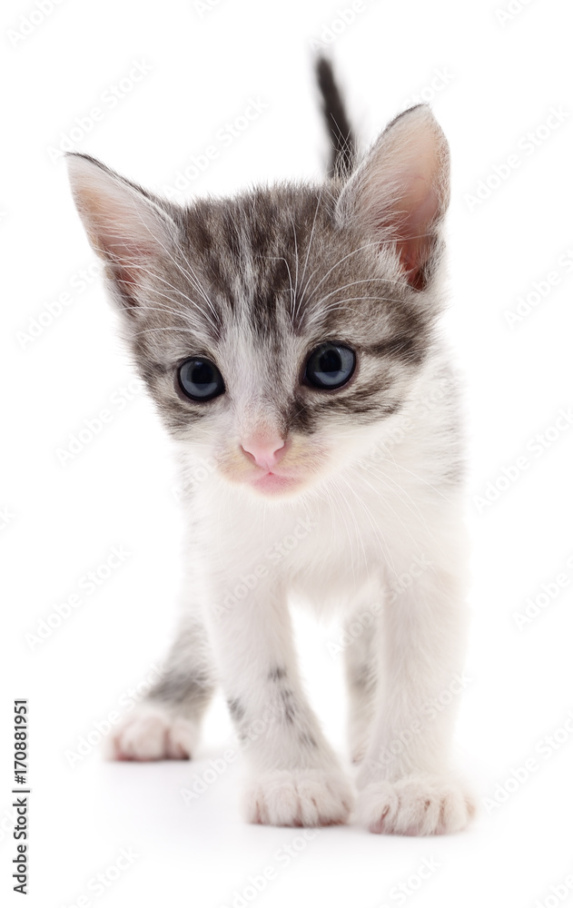 Obraz premium Small gray kitten.