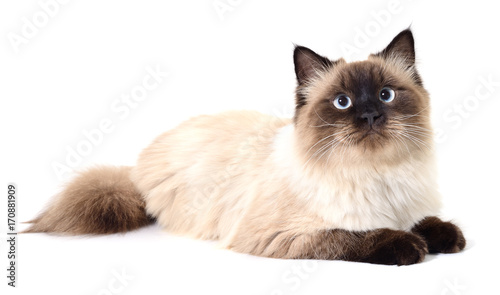 Dark gray cat.