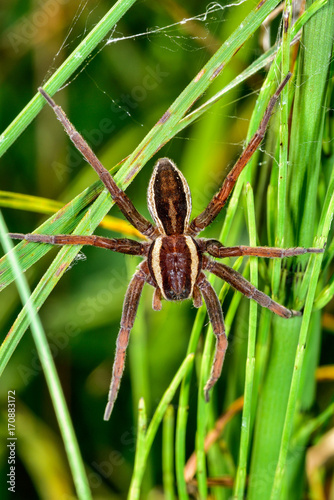 Raft spider