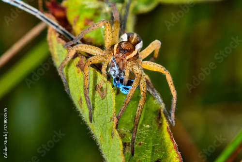 Raft spider eating a blue damselfly