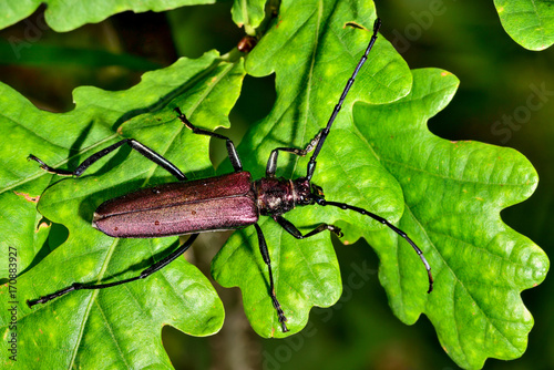 Obraz na plátně Musk beetle