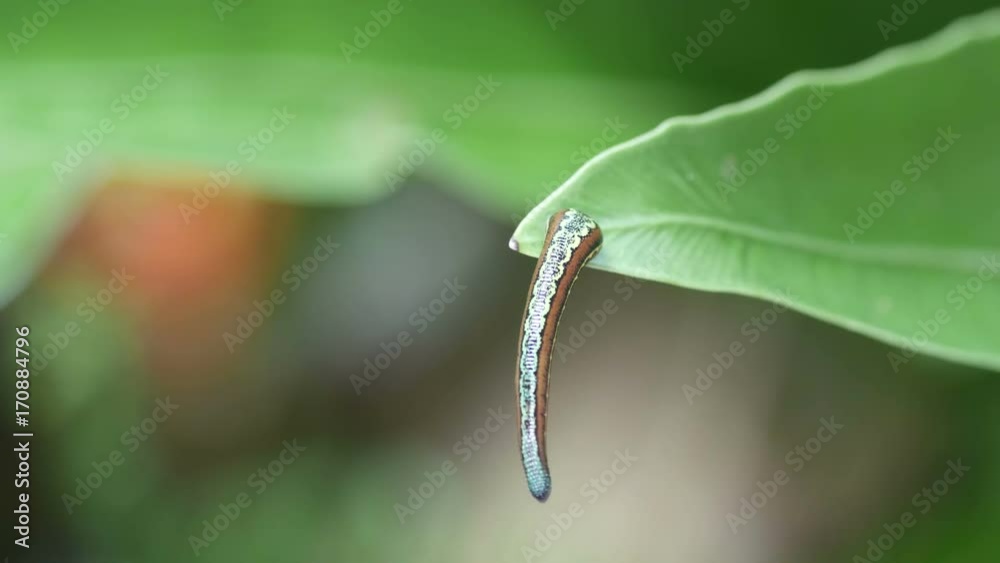 a wild leech is moving on the tip of fern a wild leech is moving on the tip of fern