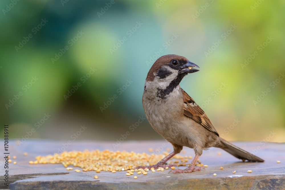 Naklejka premium Eurasian Tree Sparrow or Passer montanus, beautiful bird eating on brown stone with colorful background, Thailand.