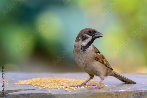 Eurasian Tree Sparrow or Passer montanus, beautiful bird eating on brown stone with colorful background, Thailand.