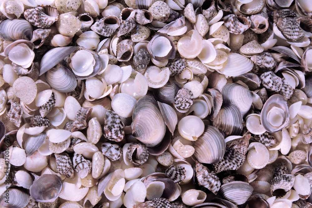 The seashells